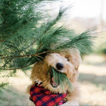 Bull City Doodles - Hazel the Labradoodle
(Cocoa x Toby) - Pet Breeders Near Me Bull City Doodles - Hazel the Labradoodle
(Cocoa x Toby) - Pet Breeders Near Me