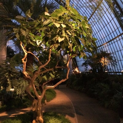Royal Greenhouses of Laeken by null