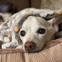 Veterinary Urgent Care Of The Desert