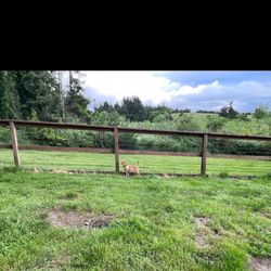 Luscher Farm - Two dog parks are adjacent to the sports grounds and farm.