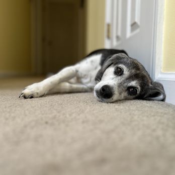 Dan’s Dogs - Pet Sitting Near Me Dan’s Dogs - Pet Sitting Near Me
