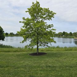 Centennial Park