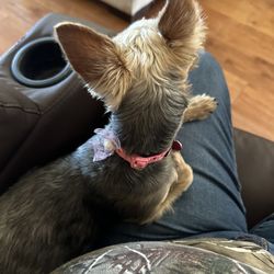 Williams Pet Parlor - My dog was traumatized.....she clearly was very mean and aggressive towards her....0/10 would not recommend!!!