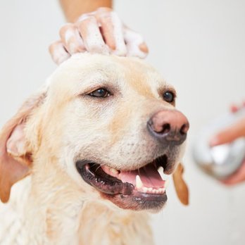 All Four Paws Dog Grooming - Specialty Shampoo & Conditioner - We have shampoos that can help relieve itchy skin, skin allergies, detangle, or remove fleas and ticks! - Pet Groomers Near Me - Thornton, Colorado All Four Paws Dog Grooming - Specialty Shampoo & Conditioner - We have shampoos that can help relieve itchy skin, skin allergies, detangle, or remove fleas and ticks! - Pet Groomers Near Me - Thornton, Colorado