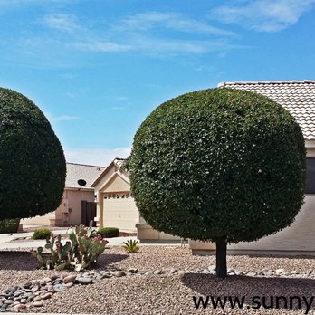 Sunnyside AZ Landscaping - Tree Shaping & Trimming in Peoria, AZ - Landscaping Near Me - Scottsdale, Arizona Sunnyside AZ Landscaping - Tree Shaping & Trimming in Peoria, AZ - Landscaping Near Me - Scottsdale, Arizona