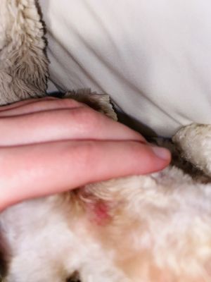 Noni's Pet Boutique & Grooming by null