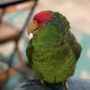Photo of Avian & Exotic Philly Vet Medical Surgical Clinic