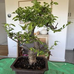 New Green Collection - Chinese elm bonsai