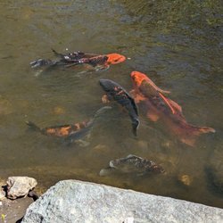Tanger Family Bicentennial Garden - Koi in the pond