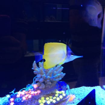 Three Little Fish - Cutest long nose butterfly - Professional Services Near Me - Lancaster, California