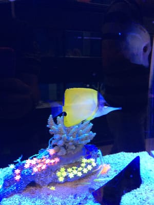 Three Little Fish by null