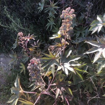 Mt. Bliss - Hiking Near Me - Duarte, California