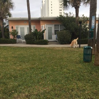 Coral Sands Oceanfront Resort - Cottages and sweet puppies - Resorts Near Me - Ormond Beach, Florida