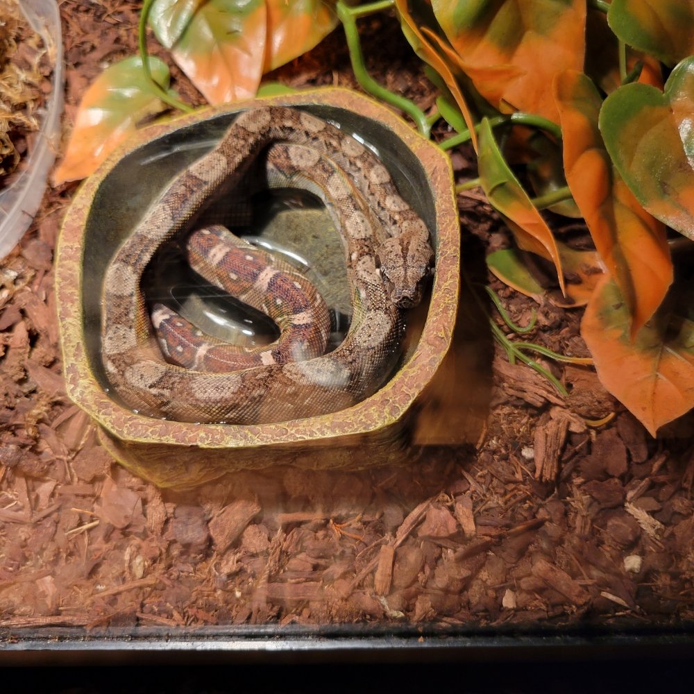 LEMAY’S CAVE OF REPTILES Updated June 2024 28 Photos Chicopee