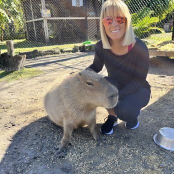 Amazing Animals - Capybara - Zoos Near Me - Saint Cloud, Florida