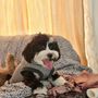 Photo of Woof Watcher