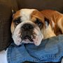 Best Friends Veterinary Care