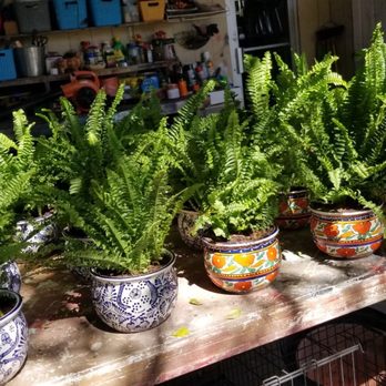 A Garden Center - Talavera Pottery - Nurseries & Gardening Near Me - McAllen, Texas A Garden Center - Talavera Pottery - Nurseries & Gardening Near Me - McAllen, Texas