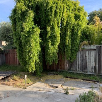 Fernando's Gardening - Another tree hanging over - Landscaping Near Me - Fremont, California Fernando's Gardening - Another tree hanging over - Landscaping Near Me - Fremont, California