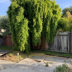 Fernando's Gardening - Another tree hanging over