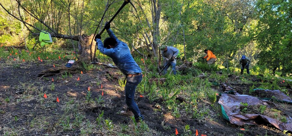 Tree Services Garden and Landscaping - tree service in Redwood City, CA