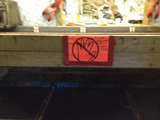 Hingham Lobster Pound by null