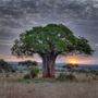 Photo of Green Wizard Tree Care And Pest Control