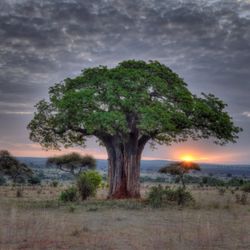 Green Wizard Tree Care And Pest Control