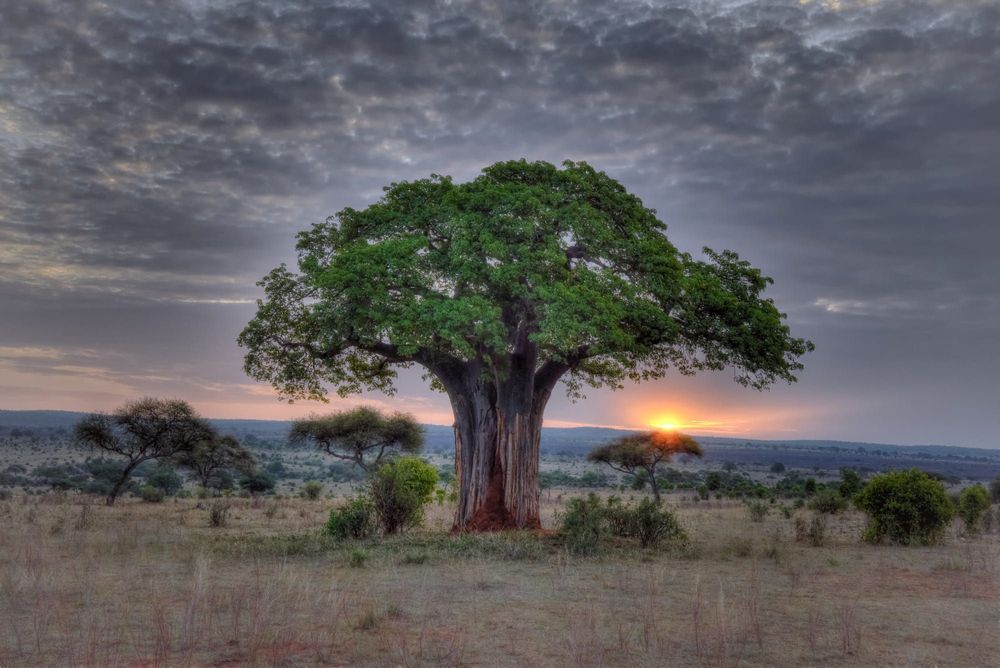 Green Wizard Tree Care And Pest Control - tree service in Grand Rapids, MI