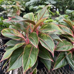 Newton Greenhouse