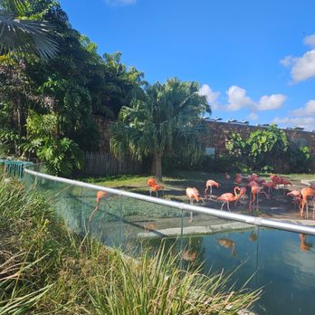 Zoo Miami - Loved the flamingos! - Zoos Near Me - Miami, Florida Zoo Miami - Loved the flamingos! - Zoos Near Me - Miami, Florida
