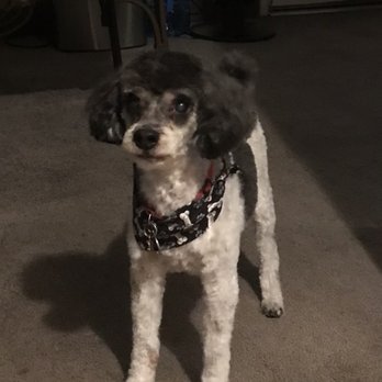 Dee's All Breed Grooming - Raider - Pet Stores Near Me - Modesto, California