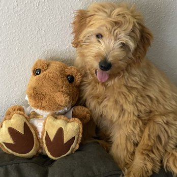 Southland Puppies - Settling in at hole - Pet Breeders Near Me Southland Puppies - Settling in at hole - Pet Breeders Near Me