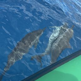 Spinner dolphins