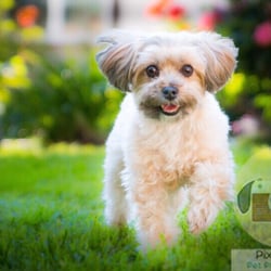 Pix4Paws Pet Photography - Photo shoot in Altadena Hills. All smiles for this pup.