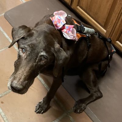 Bluebonnet Riverside Vet Clinic