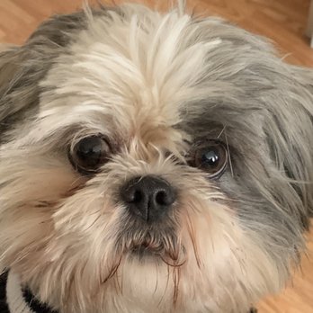 Groom-Groom - Before - Pet Groomers Near Me Groom-Groom - Before - Pet Groomers Near Me