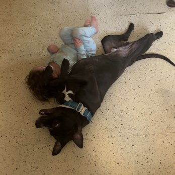 Primal Canine - Pet Training Near Me - Gilroy, California Primal Canine - Pet Training Near Me - Gilroy, California