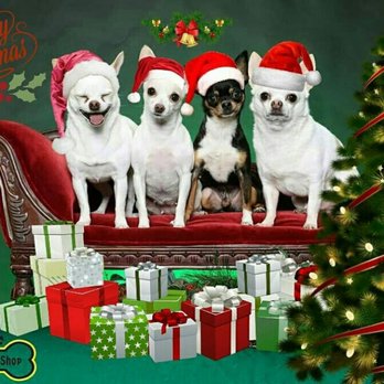 Dog Grooming Shop - Merry Christmas from all of us here at the Dog Grooming Shop. - Pet Groomers Near Me - Arlington, Texas Dog Grooming Shop - Merry Christmas from all of us here at the Dog Grooming Shop. - Pet Groomers Near Me - Arlington, Texas