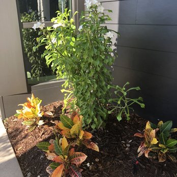 CROP Juice - Nice greenery in patio - Juice Bars & Smoothies Near Me - Sarasota, Florida