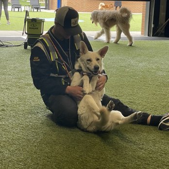 Paws and Pints - Nala's favorite position for a belly rub from her favorite people. The staff of PnP are amazing! - Dog Parks Near Me - Des Moines, Iowa