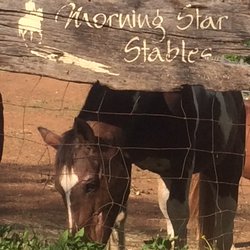 Morning Star Stables
