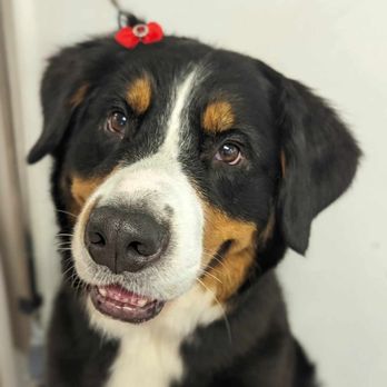 BJ's Paws Spa - Poppy - Pet Groomers Near Me - Orangeville, Ontario