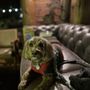 Photo of Pawtential pet Salon 