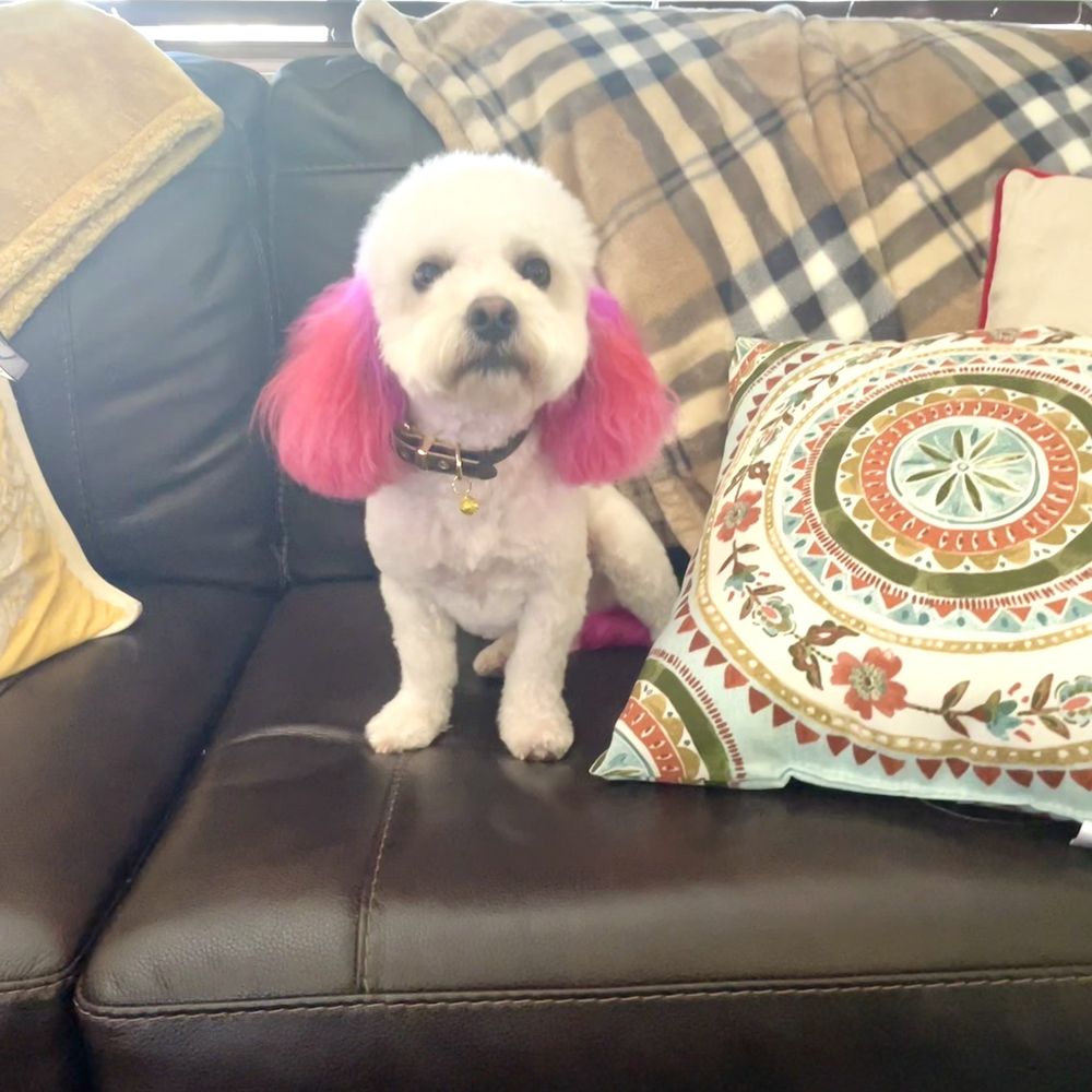 Paws At Main - Riverside - Donut - Pet Groomers Near Me - Riverside, California Paws At Main - Riverside - Donut - Pet Groomers Near Me - Riverside, California