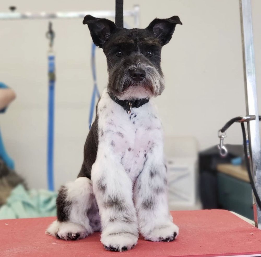 WÜF PET SPA Updated September 2024 28 Photos & 19 Reviews 1812 Race St, Cincinnati, Ohio