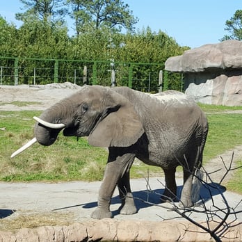 Virginia Zoo - Ellie!!! - Zoos Near Me - Norfolk, Virginia Virginia Zoo - Ellie!!! - Zoos Near Me - Norfolk, Virginia