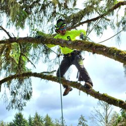 Dundee Tree Service - Climbing a spruce for trimming near a building