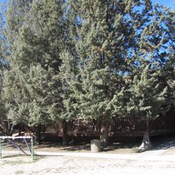 Pathfinder Ranch - Trees surrounding cabins