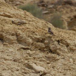 Hanford Reach - Birdie enjoying the rocks with me.